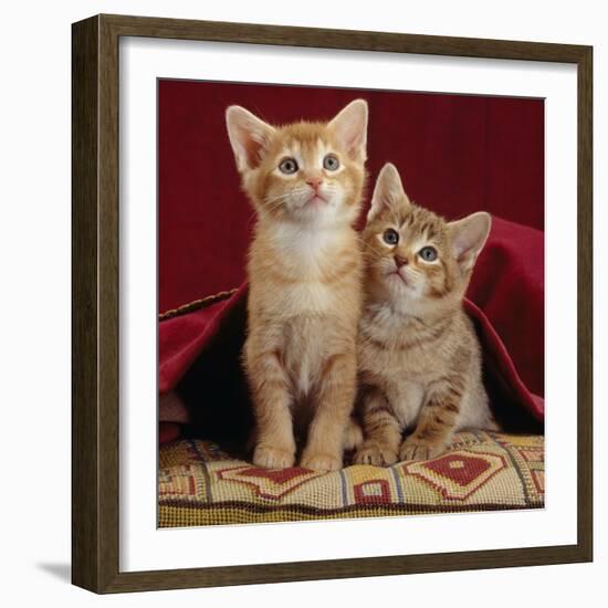 Domestic Cat, Portrait of Ginger and Spotted-Tabby Kittens Under Red Velours Curtain-Jane Burton-Framed Photographic Print