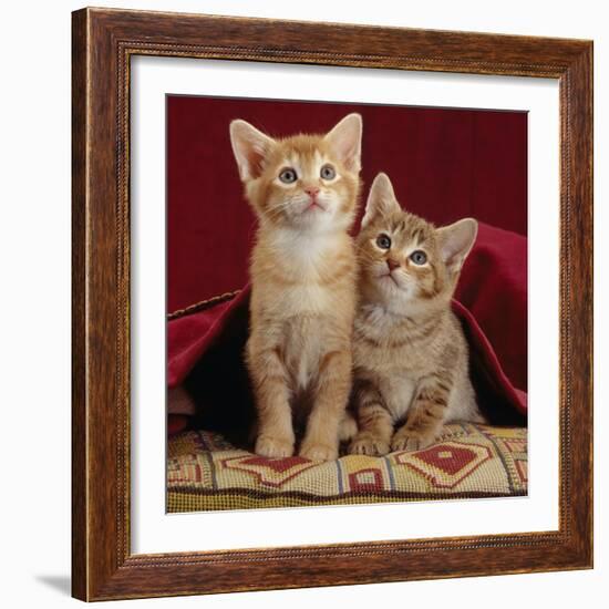 Domestic Cat, Portrait of Ginger and Spotted-Tabby Kittens Under Red Velours Curtain-Jane Burton-Framed Photographic Print