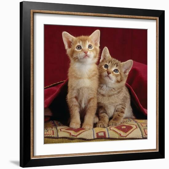 Domestic Cat, Portrait of Ginger and Spotted-Tabby Kittens Under Red Velours Curtain-Jane Burton-Framed Photographic Print