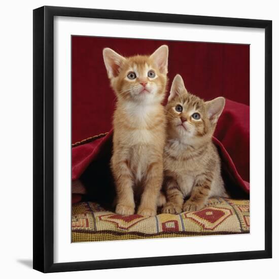 Domestic Cat, Portrait of Ginger and Spotted-Tabby Kittens Under Red Velours Curtain-Jane Burton-Framed Photographic Print