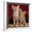 Domestic Cat, Portrait of Ginger and Spotted-Tabby Kittens Under Red Velours Curtain-Jane Burton-Framed Photographic Print