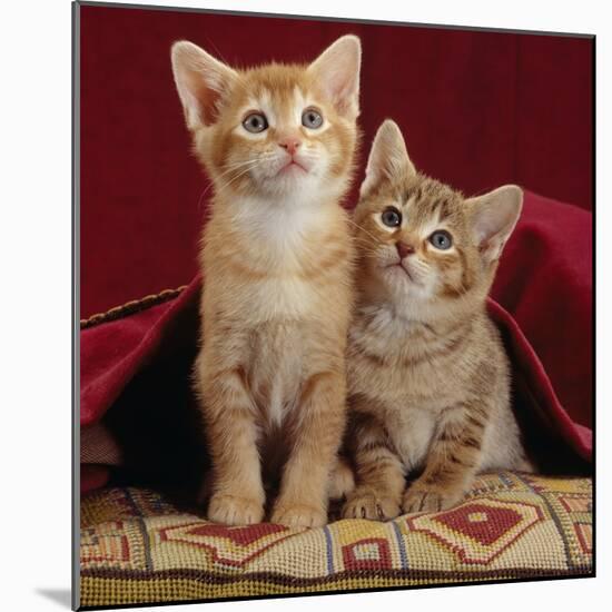 Domestic Cat, Portrait of Ginger and Spotted-Tabby Kittens Under Red Velours Curtain-Jane Burton-Mounted Photographic Print