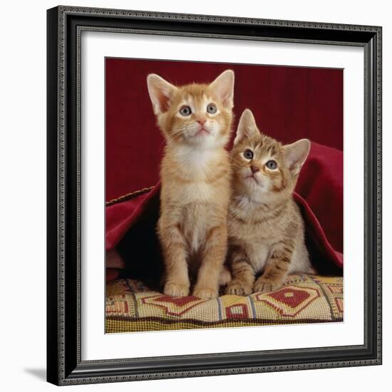 Domestic Cat, Portrait of Ginger and Spotted-Tabby Kittens Under Red Velours Curtain-Jane Burton-Framed Photographic Print