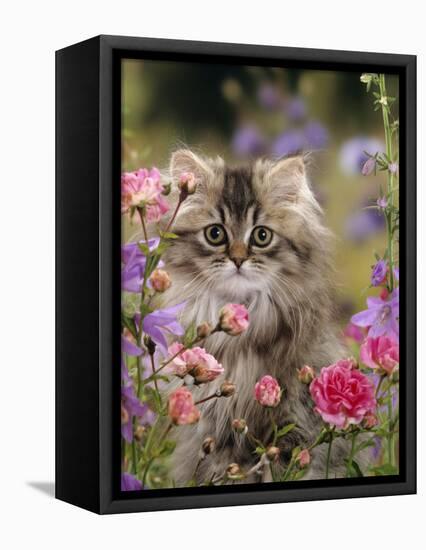 Domestic Cat, Portrait of Long Haired Tabby Persian Kitten Among Dwarf Roses and Bellflowers-Jane Burton-Framed Premier Image Canvas