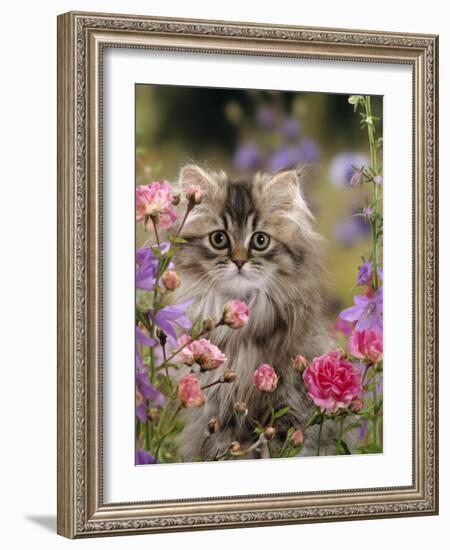 Domestic Cat, Portrait of Long Haired Tabby Persian Kitten Among Dwarf Roses and Bellflowers-Jane Burton-Framed Photographic Print