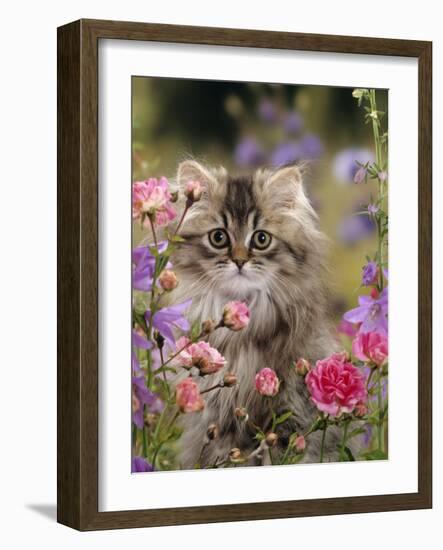 Domestic Cat, Portrait of Long Haired Tabby Persian Kitten Among Dwarf Roses and Bellflowers-Jane Burton-Framed Photographic Print