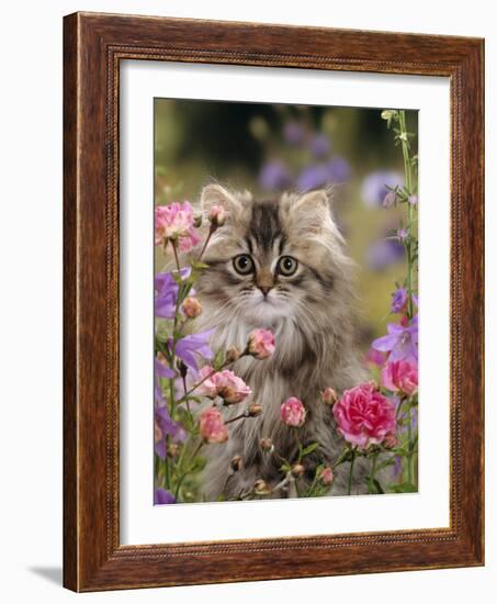 Domestic Cat, Portrait of Long Haired Tabby Persian Kitten Among Dwarf Roses and Bellflowers-Jane Burton-Framed Photographic Print