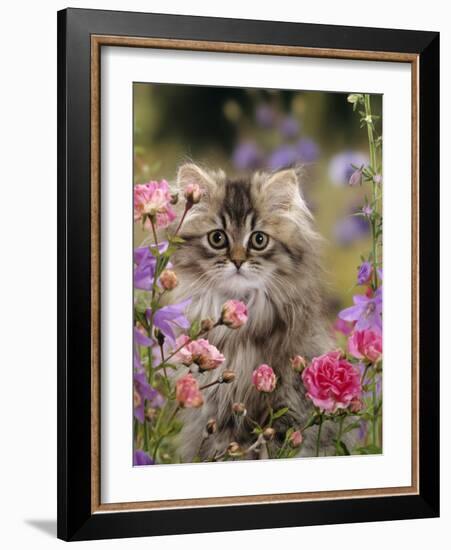 Domestic Cat, Portrait of Long Haired Tabby Persian Kitten Among Dwarf Roses and Bellflowers-Jane Burton-Framed Photographic Print