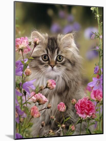 Domestic Cat, Portrait of Long Haired Tabby Persian Kitten Among Dwarf Roses and Bellflowers-Jane Burton-Mounted Photographic Print