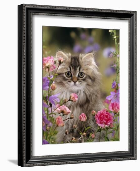 Domestic Cat, Portrait of Long Haired Tabby Persian Kitten Among Dwarf Roses and Bellflowers-Jane Burton-Framed Photographic Print