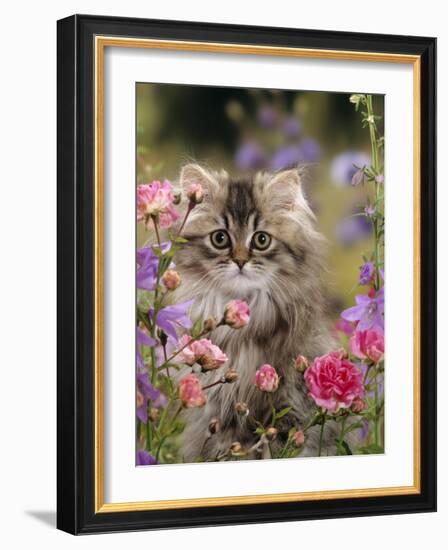 Domestic Cat, Portrait of Long Haired Tabby Persian Kitten Among Dwarf Roses and Bellflowers-Jane Burton-Framed Photographic Print