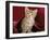 Domestic Cat, Portrait of Oriental Brown Spotted Tabby Kitten Under Red Velours Curtain-Jane Burton-Framed Photographic Print