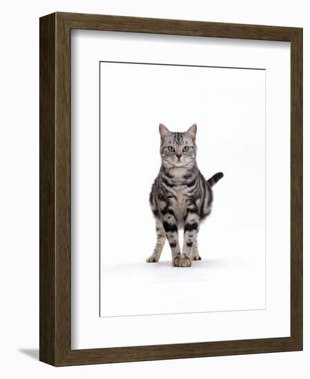 Domestic Cat, Pregnant Silver Tabby British Shorthair Female-Jane Burton-Framed Premium Photographic Print