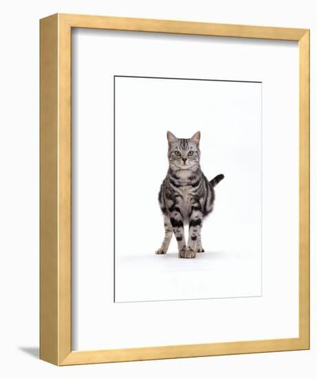 Domestic Cat, Pregnant Silver Tabby British Shorthair Female-Jane Burton-Framed Premium Photographic Print