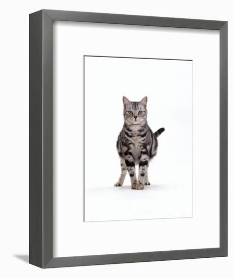 Domestic Cat, Pregnant Silver Tabby British Shorthair Female-Jane Burton-Framed Premium Photographic Print