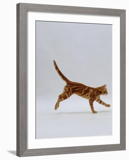 Domestic Cat, Red Tabby Kitten Running Profile-Jane Burton-Framed Photographic Print