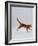 Domestic Cat, Red Tabby Kitten Running Profile-Jane Burton-Framed Photographic Print