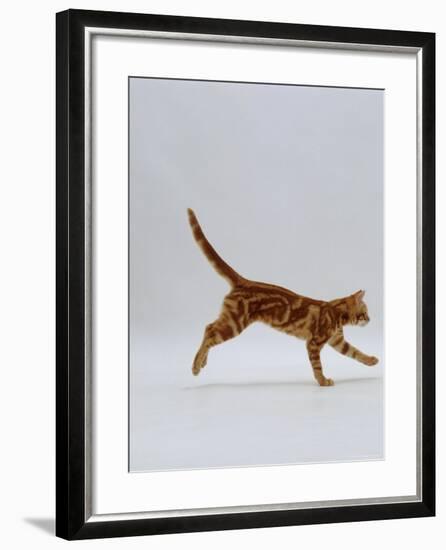 Domestic Cat, Red Tabby Kitten Running Profile-Jane Burton-Framed Photographic Print