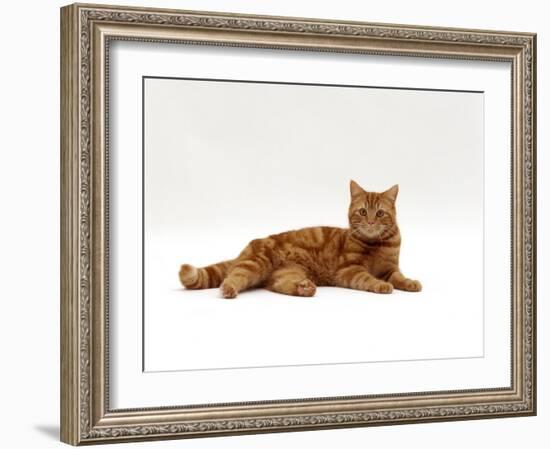 Domestic Cat, Red Tabby Male Lying Down-Jane Burton-Framed Photographic Print