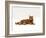 Domestic Cat, Red Tabby Male Lying Down-Jane Burton-Framed Photographic Print