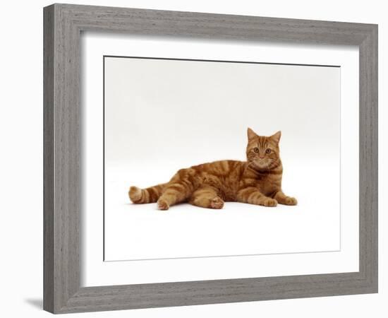 Domestic Cat, Red Tabby Male Lying Down-Jane Burton-Framed Photographic Print