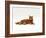 Domestic Cat, Red Tabby Male Lying Down-Jane Burton-Framed Photographic Print