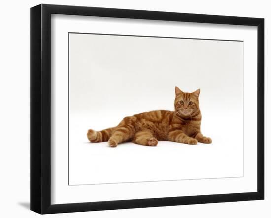 Domestic Cat, Red Tabby Male Lying Down-Jane Burton-Framed Photographic Print