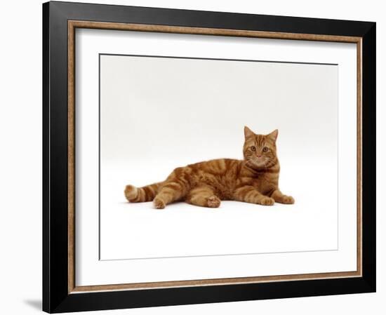 Domestic Cat, Red Tabby Male Lying Down-Jane Burton-Framed Photographic Print