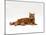 Domestic Cat, Red Tabby Male Lying Down-Jane Burton-Mounted Photographic Print