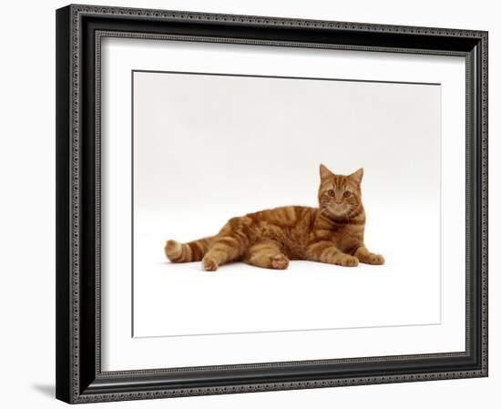 Domestic Cat, Red Tabby Male Lying Down-Jane Burton-Framed Photographic Print