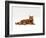 Domestic Cat, Red Tabby Male Lying Down-Jane Burton-Framed Photographic Print