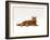 Domestic Cat, Red Tabby Male Lying Down-Jane Burton-Framed Photographic Print