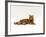 Domestic Cat, Red Tabby Male Lying Down-Jane Burton-Framed Photographic Print