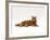 Domestic Cat, Red Tabby Male Lying Down-Jane Burton-Framed Photographic Print