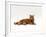 Domestic Cat, Red Tabby Male Lying Down-Jane Burton-Framed Photographic Print