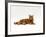 Domestic Cat, Red Tabby Male Lying Down-Jane Burton-Framed Photographic Print