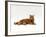 Domestic Cat, Red Tabby Male Lying Down-Jane Burton-Framed Photographic Print