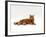 Domestic Cat, Red Tabby Male Lying Down-Jane Burton-Framed Photographic Print