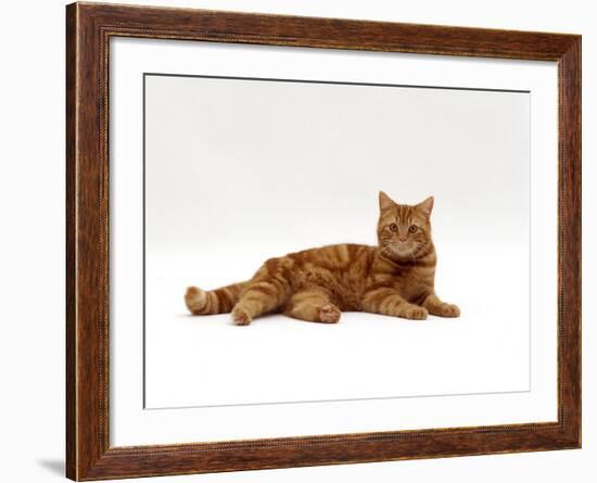 Domestic Cat, Red Tabby Male Lying Down-Jane Burton-Framed Photographic Print