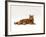 Domestic Cat, Red Tabby Male Lying Down-Jane Burton-Framed Photographic Print