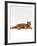 Domestic Cat, Red Tabby Male Lying Down-Jane Burton-Framed Photographic Print