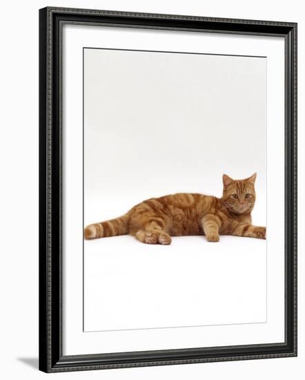 Domestic Cat, Red Tabby Male Lying Down-Jane Burton-Framed Photographic Print