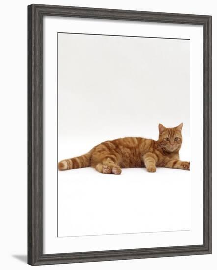 Domestic Cat, Red Tabby Male Lying Down-Jane Burton-Framed Photographic Print