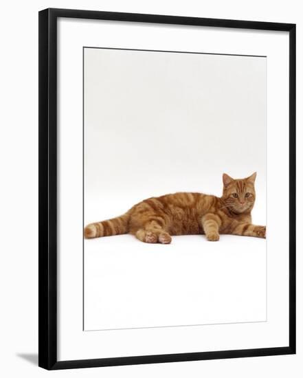 Domestic Cat, Red Tabby Male Lying Down-Jane Burton-Framed Photographic Print