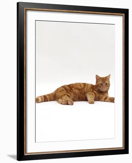 Domestic Cat, Red Tabby Male Lying Down-Jane Burton-Framed Photographic Print