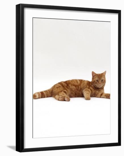 Domestic Cat, Red Tabby Male Lying Down-Jane Burton-Framed Photographic Print