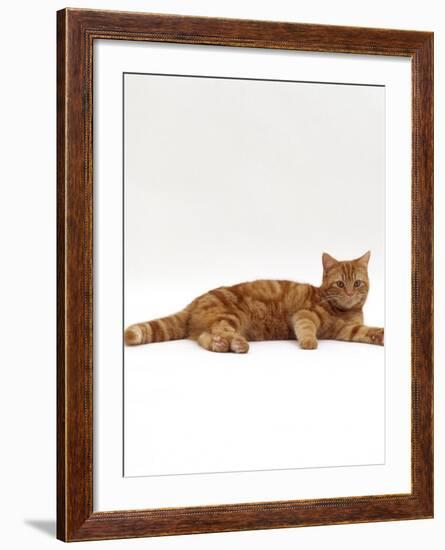 Domestic Cat, Red Tabby Male Lying Down-Jane Burton-Framed Photographic Print