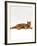 Domestic Cat, Red Tabby Male Lying Down-Jane Burton-Framed Photographic Print