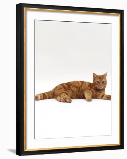 Domestic Cat, Red Tabby Male Lying Down-Jane Burton-Framed Photographic Print