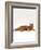 Domestic Cat, Red Tabby Male Lying Down-Jane Burton-Framed Photographic Print